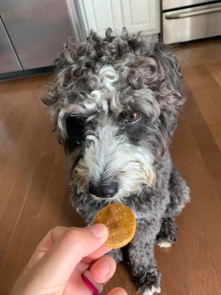 Pumpkin Peanut Butter Dog Treats